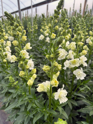 Snapdragon Legend DBL White (Antirrhinum) Seed