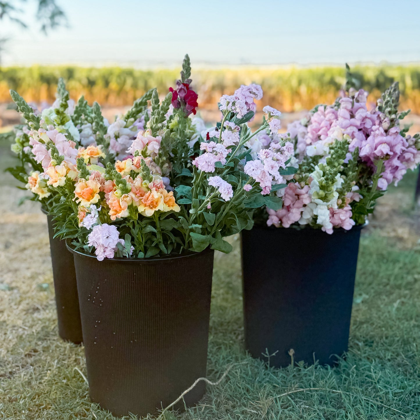 Three black pots with colourful flowers on a grassy field.