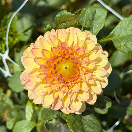 Yellow flower with a green background