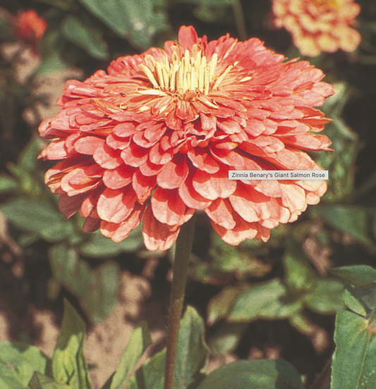 Zinnia Seeds - Benary's Giant Salmon Rose